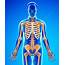 Male Skeletal System  Stock Image F015/8759 Science Photo Library