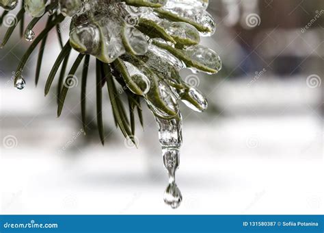 Spring Icicles Melting Ice Green Fir Branch In The Ice With Drop Of