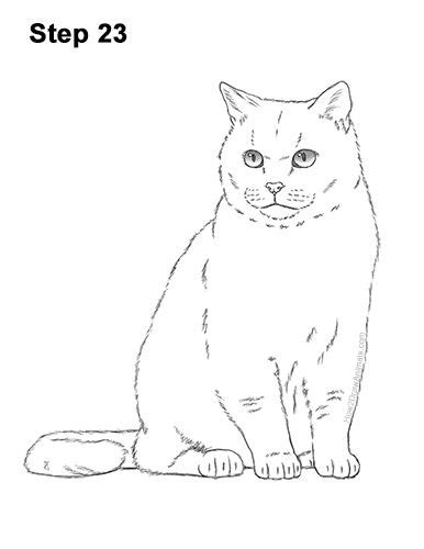 How To Draw A Cat British Shorthair Video And Step By Step Pictures