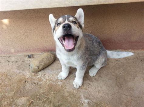 Siberian Huskyblue Heeler Puppies For Sale In Gold River California
