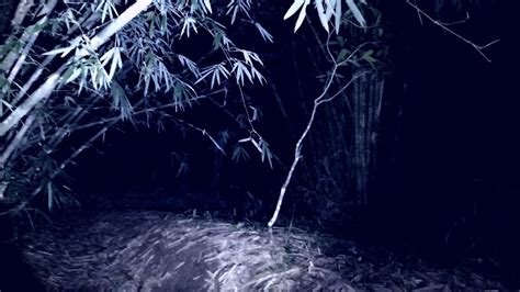 Live Misteri Kuntilanak Penunggu Pohon Bambu Youtube
