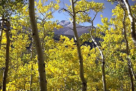 Aspen Rocky Mountain National Park Us National Park Service
