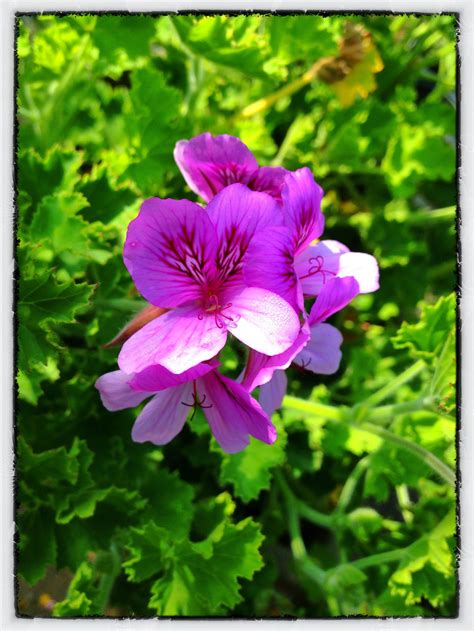 Scented Rose Geranium In The Herb Garden Grown In Lebotlane Sa As