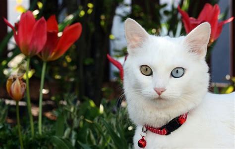 57 Gorgeous Cats With Heterochromia Iridum In 2022 Gorgeous Cats
