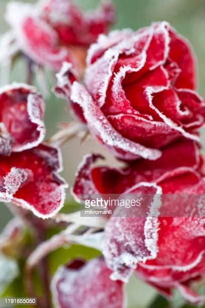 Roses In The Snow Photos And Premium High Res Pictures Getty Images