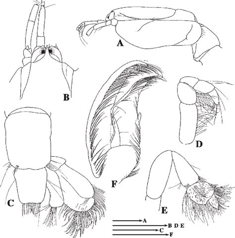 Callianassa Propriopedis Sp Nov A E Pmbc 15727 Holotype Ovig