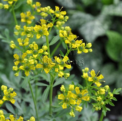 10pcs Quality Rue Herb Seeds Free Shipping
