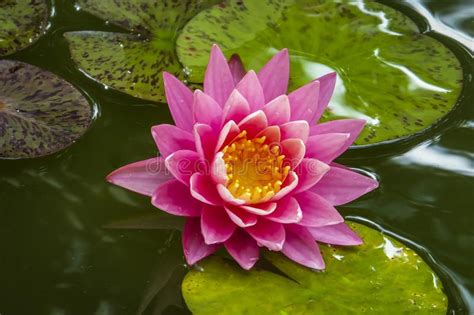 Beautiful Pink Water Lily Or Lotus Flower Perry S Orange Sunset