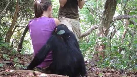 Mahale Chimpanzee Footsteps Peaks Of Africa