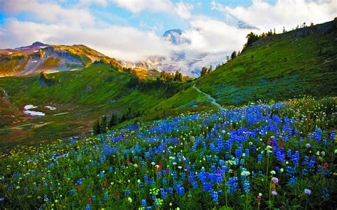 Download Blue Flower Cloud Grass Flower Spring Mountain Nature