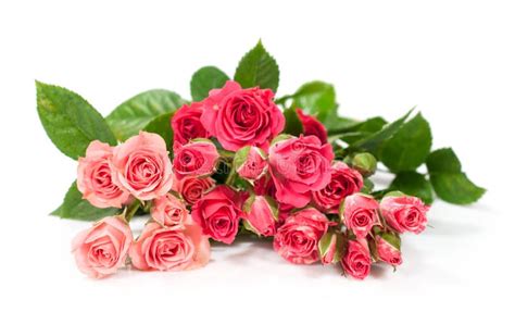 Bouquet Of Pink Roses Stock Photo Image Of Close Bunch 31011236