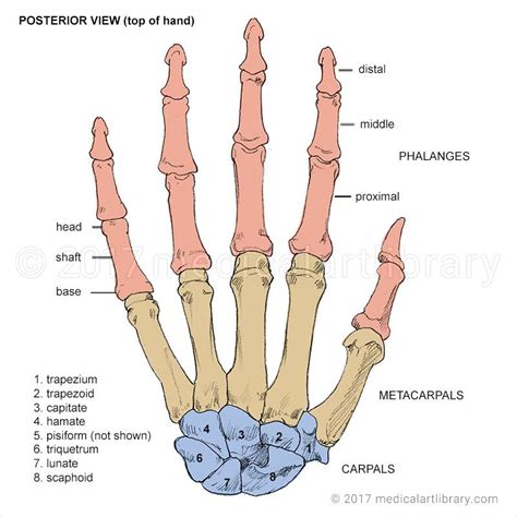 Bones Of The Hand Hand Bone Anatomy Bones Hand Bone Anatomy
