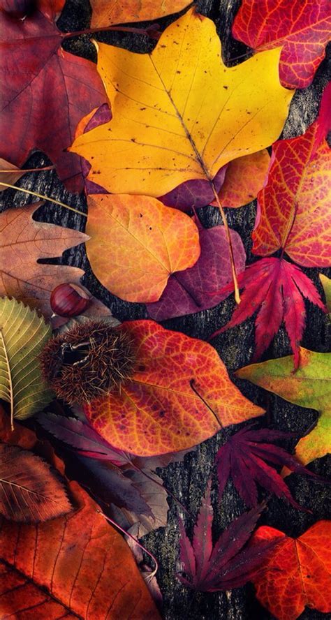 Fall Iphone Wallpapers 30 Cute Fall Iphone Background Ideas For Free