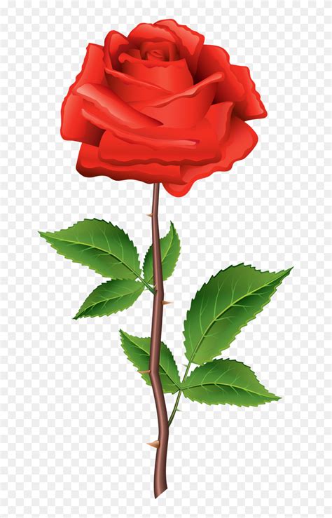 Stem Red Rose Png Clipart Rose Png Transparent Flyclipart