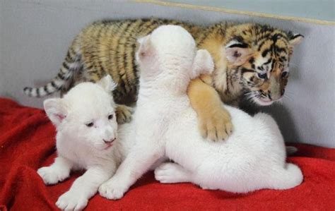 Cheetah Cubs Lion Cubs And Tiger Cubs For Sale For Sale In Miami Florida Classified