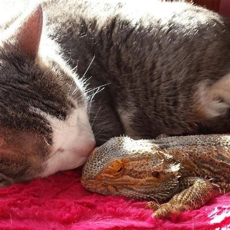 Nobody Chills Harder Than Felines And Reptiles Hug Your Cat Day Cat