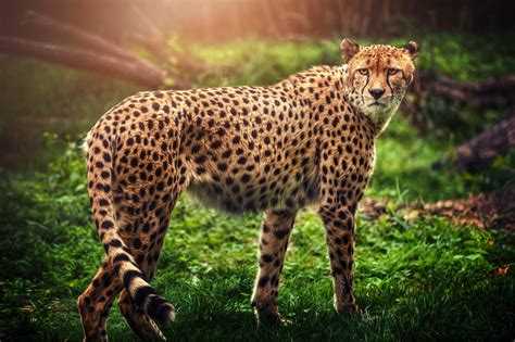 Animal Cheetah Hd Wallpaper