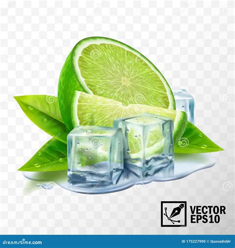3d Realistic Vector Set Of Elements Lime With Mint Or Tea Leaves And