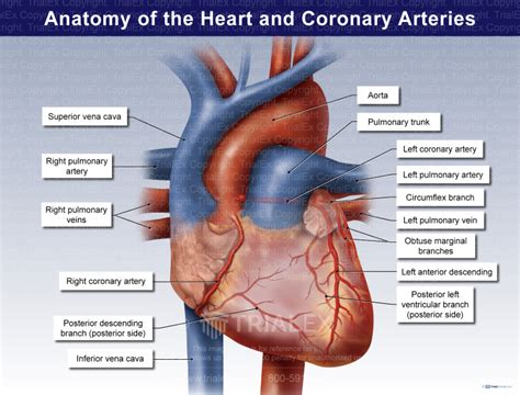 Anatomy Of The Heart And Coronary Arteries Trial Exhibits Inc