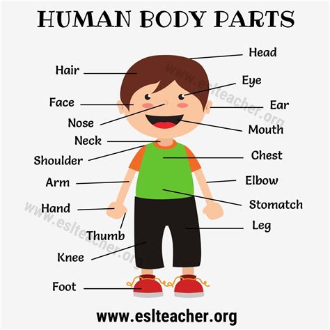 Human Body Parts Chart Images And Photos Finder