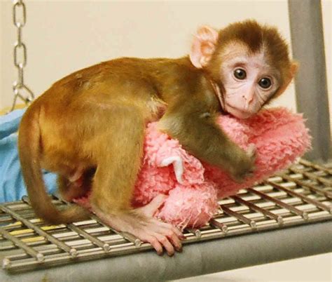 Mysterious Facility Looks To Sell Baby Monkeys For Use In Experiments