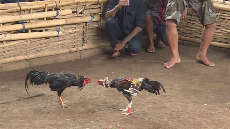 Freak Accident In Philippines As Fighting Cock Kills Police Officer