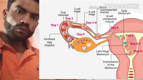 Human Reproduction Class 12th Chapter 3 Biology Part 9 Youtube