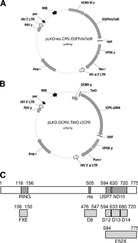 Maps Of The Lentivirus Plasmid Vectors Constructed To Express The