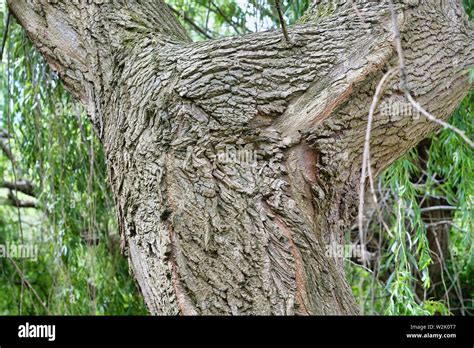 Bark Of Willow Tree Hi Res Stock Photography And Images Alamy