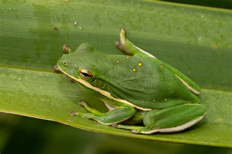 Green Tree Frog South Carolina Partners In Amphibian And Reptile