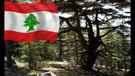 أخبار لبنان الرسمية، والعالم العربي والعالم. Forest Blog: معلومات عن غابات الارز في لبنان