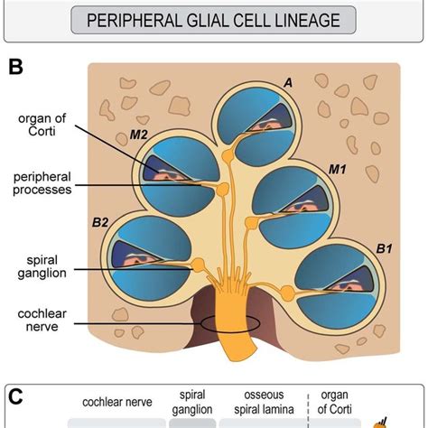 Terminal Differentiation Of Schwann Cells In The Cochlear Nerve A C