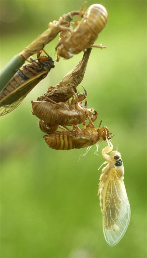 Cicada Brood To Make Return This Spring In Southern Maryland