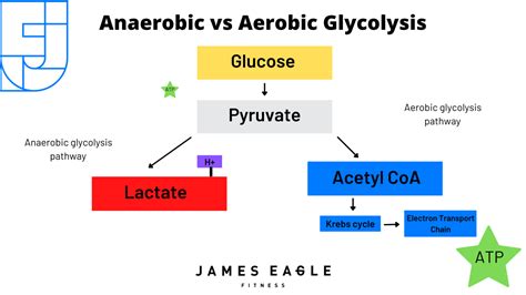 The Anaerobic Glycolytic System Part 1 James Eagle Fitness