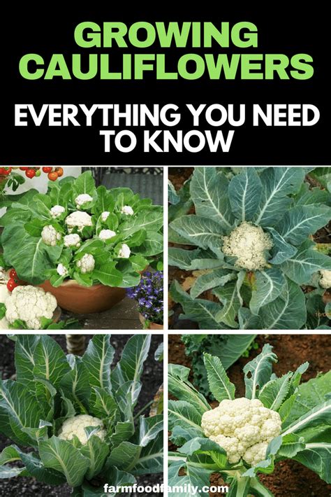 How To Grow Cauliflower Ultimate Guide Everything You Need To Know