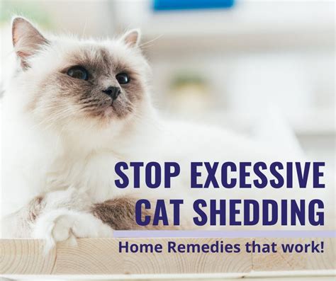 Stop Excessive Cat Shedding Cat Shedding Cats Natural Cat