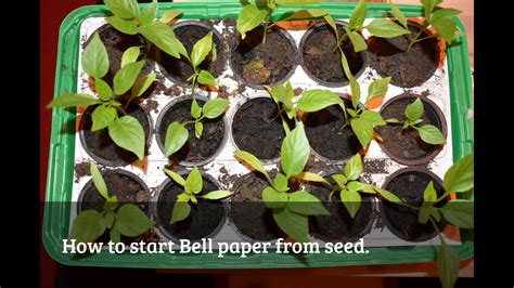 Start pepper from seeds indoors about eight weeks before planting outside. How to grow grow bell pepper from seed, start early indoors.. - YouTube