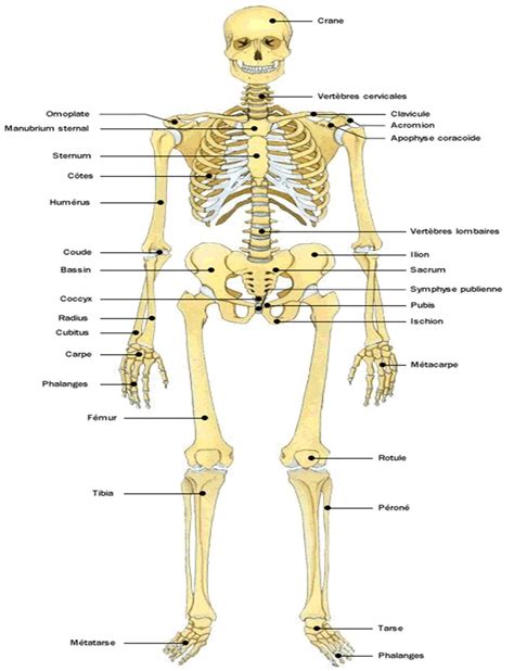 Le Squelette Anatomie Du Corps Os Du Corps Humain Anatomie Du Corps