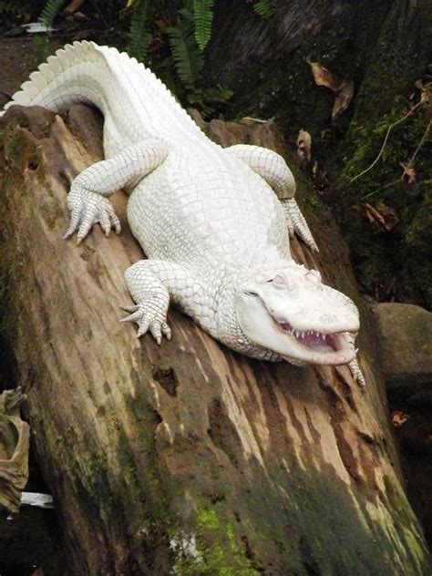 Albino Alligator Source Crocodile