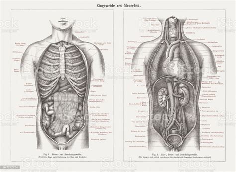 Upper torso arteries | anatomy models, human anatomy model. Internal Organs In Human Anatomy Wood Engravings Published In 1897 Stock Illustration - Download ...