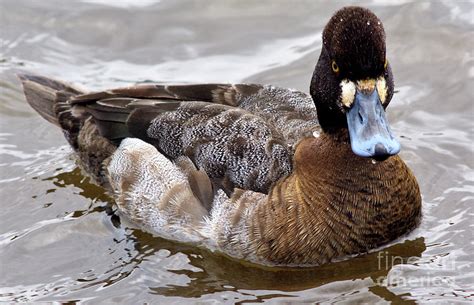 Female Lesser Scaup Duck Photograph By Terry Elniski