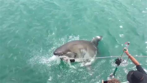 great white shark attack predator breaches and lunges at tourists in terrifying video daily star