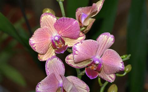 Pink Phalaenopsis Orchid Phalaenopsis Orchid Orchids Phalaenopsis Orchid Care Daftsex Hd