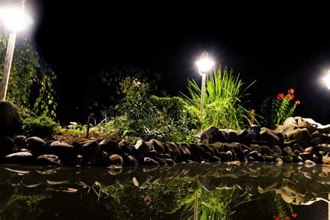 Garden Pond At Night Illuminated Pond Shore In A Night Garden Fish