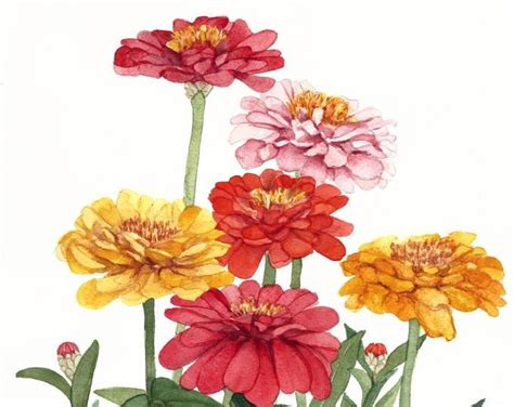 Multicolor Zinnia Group Watercolor Reproduction By Wanda Etsy