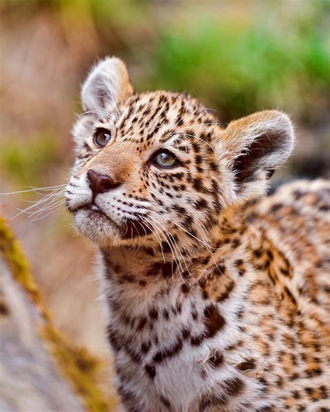 Animals Big Cats Jaguars Hd Phone Wallpaper Peakpx