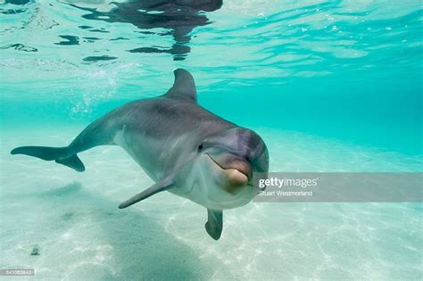 Bottlenose Dolphin High Res Stock Photo Getty Images