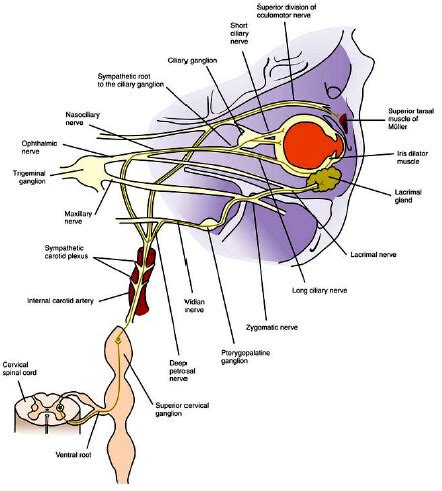 Autonomic Nervous System And Control Of Visual Function Ashwini D L T R Raju