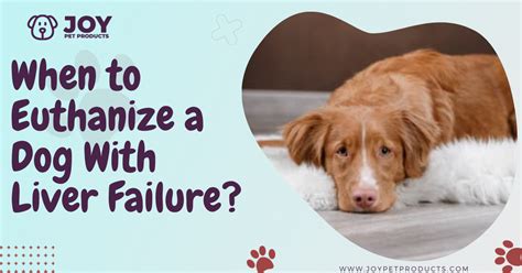 When To Euthanize A Dog With Liver Failure Joypetproducts