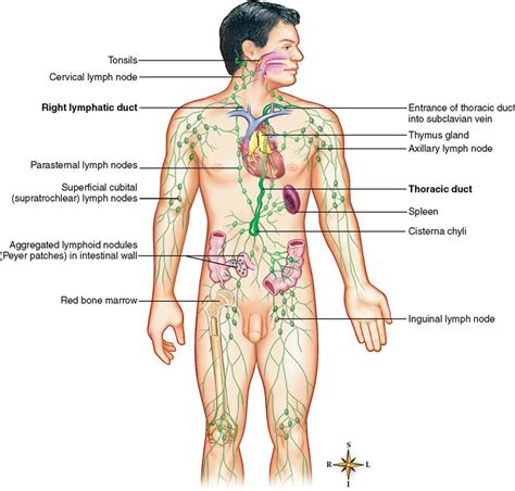 Lymphatic System Basicmedical Key